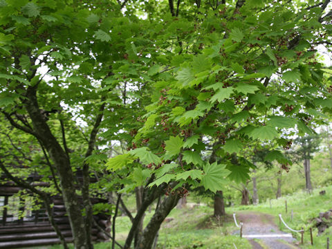 Acer japonicum