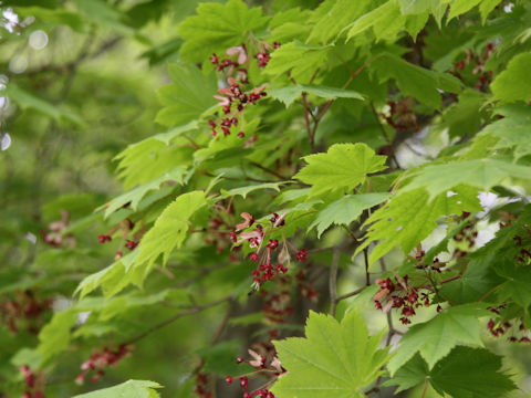 Acer japonicum