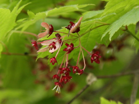 Acer japonicum