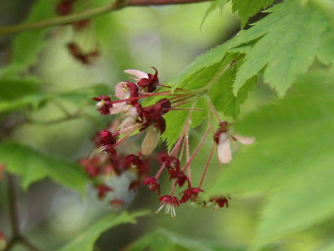 Acer japonicum