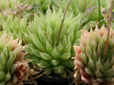 Haworthia cooperi