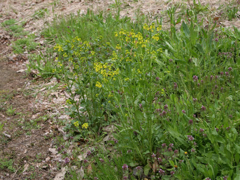 Barbarea vulgaris