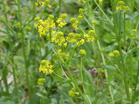 Barbarea vulgaris