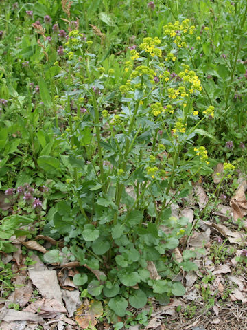 Barbarea vulgaris