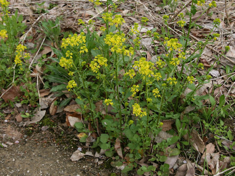 Barbarea vulgaris