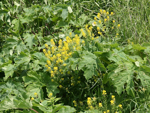 Barbarea vulgaris
