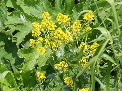 Barbarea vulgaris