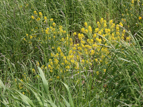 Barbarea vulgaris