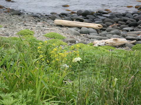 Barbarea vulgaris