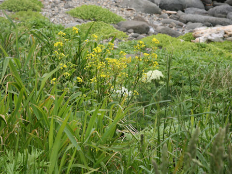 Barbarea vulgaris