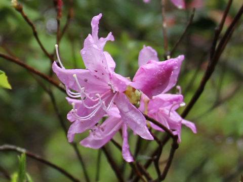 Rhododendron dilatatum var. satsumense