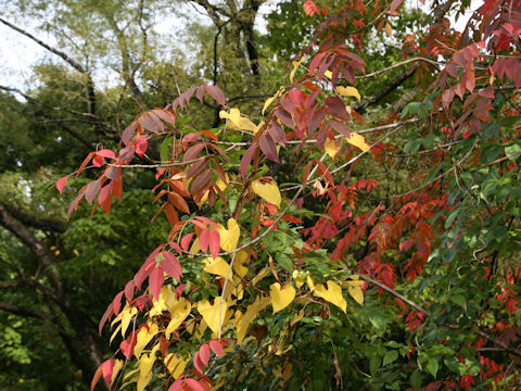 Rhus succedanea