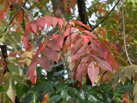 Rhus succedanea