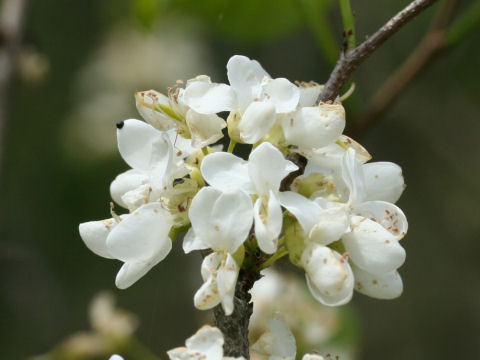 Cercis chinensis cv. Alba