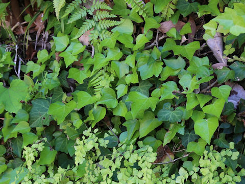 Hedera helix
