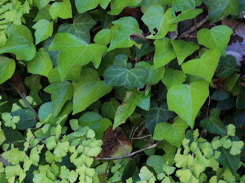 Hedera helix