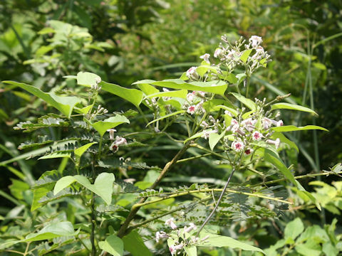 Paederia scandens