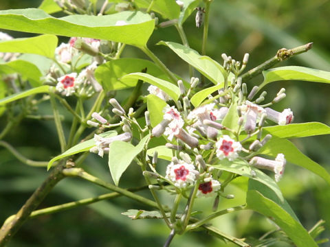 Paederia scandens