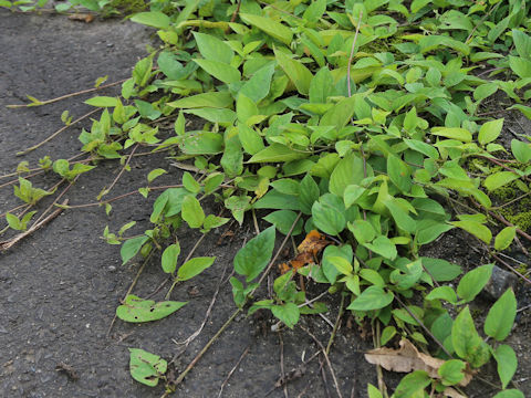Paederia scandens