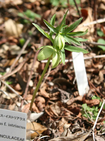 Helleborus multifidus ssp. istriacus