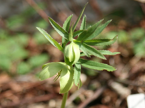 Helleborus multifidus ssp. istriacus