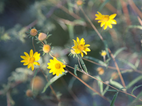 Heliomeris longifolia