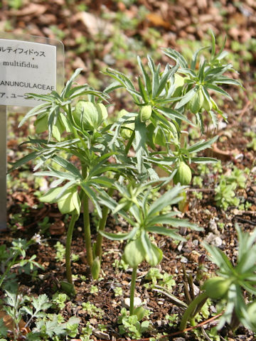Helleborus multifidus