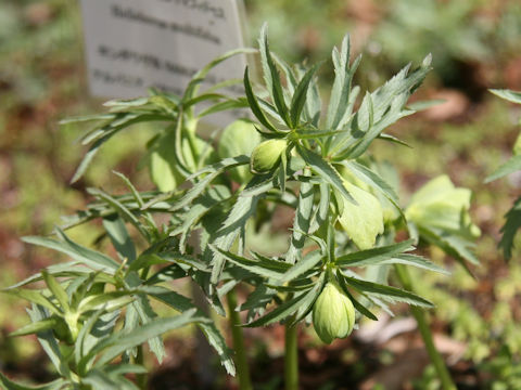 Helleborus multifidus