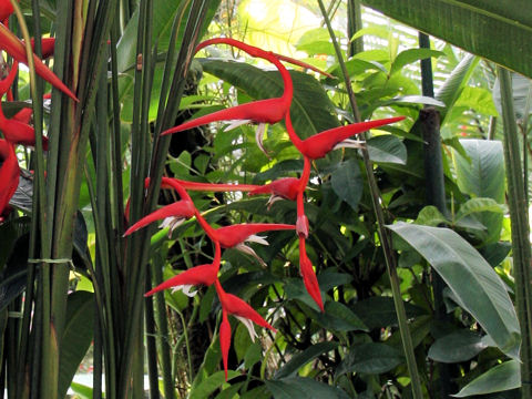 Heliconia stricta cv. Jamaica