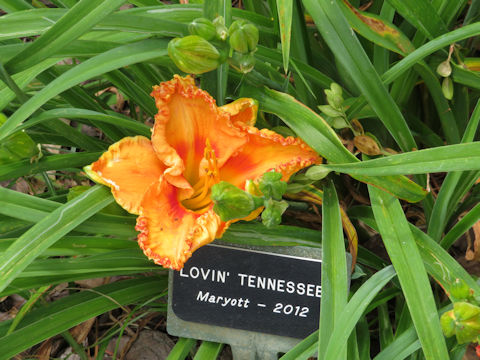 Hemerocallis cv. Lovin' Tennessee