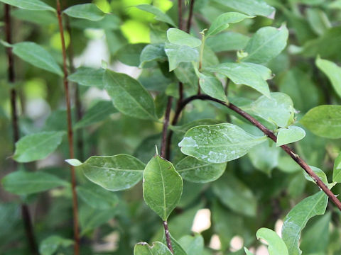 Lawsonia inermis