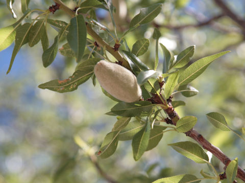 Prunus dulcis