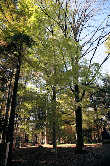 Tilia kiusiana