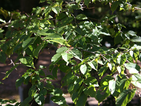 Tilia kiusiana