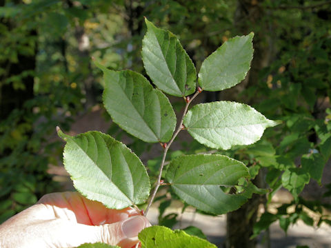 Tilia kiusiana