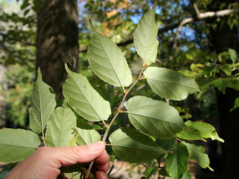 Tilia kiusiana