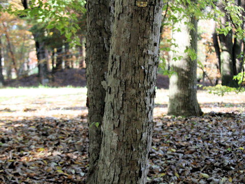 Tilia kiusiana