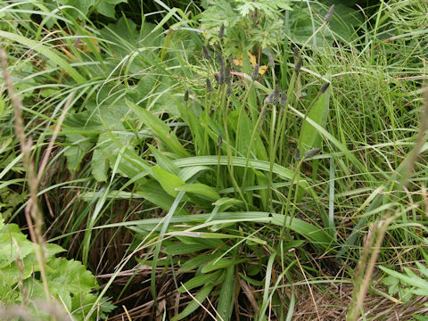 Plantago lanceolata