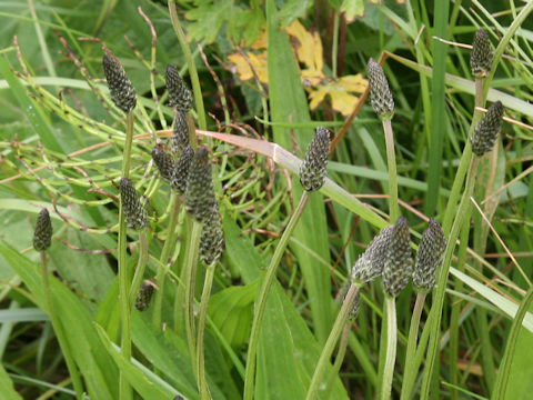 Plantago lanceolata