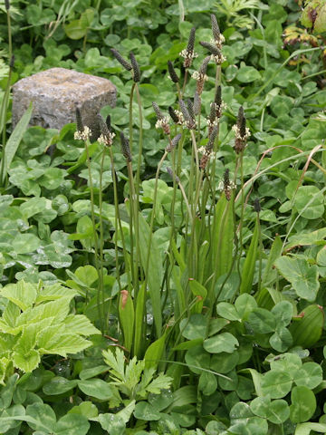 Plantago lanceolata
