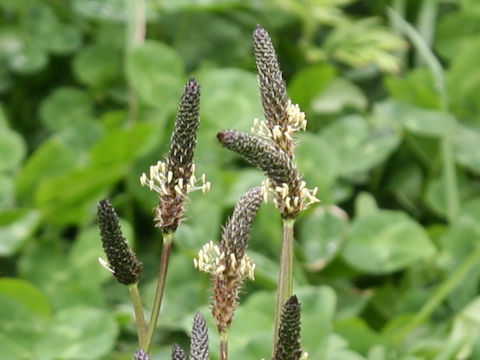 Plantago lanceolata