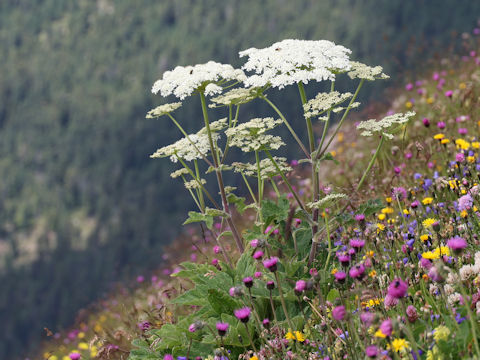 Heracleum sphondylium