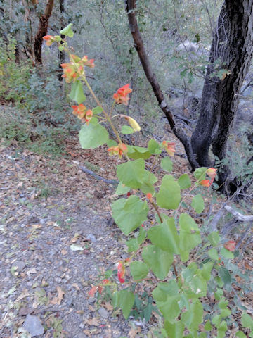 Hermannia texana