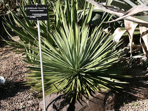 Hesperoyucca whipplei