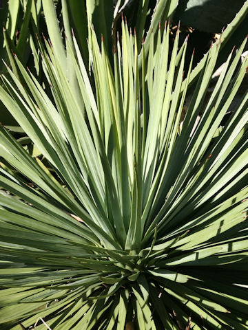 Hesperoyucca whipplei