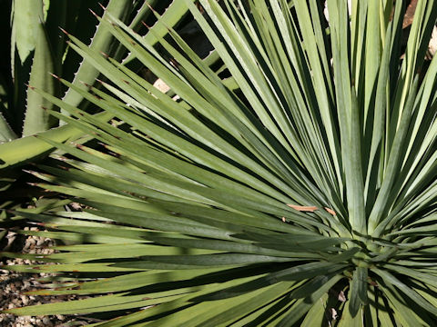 Hesperoyucca whipplei