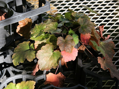 Heuchera longiflora