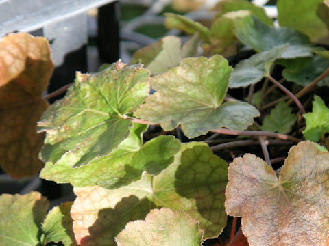 Heuchera longiflora