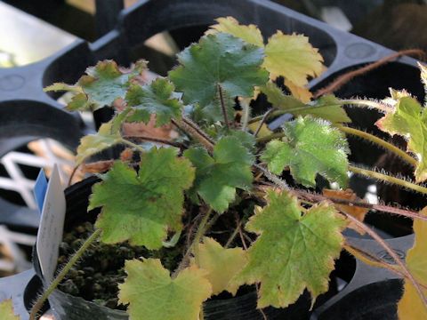 Heuchera villosa