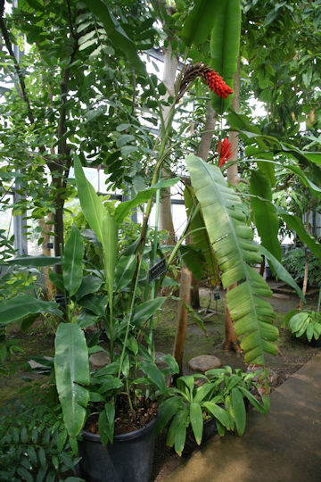 Musa coccinea